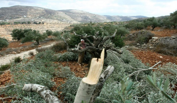 الاحتلال يقطع عشرات الأشجار الحرجية في سلفيت