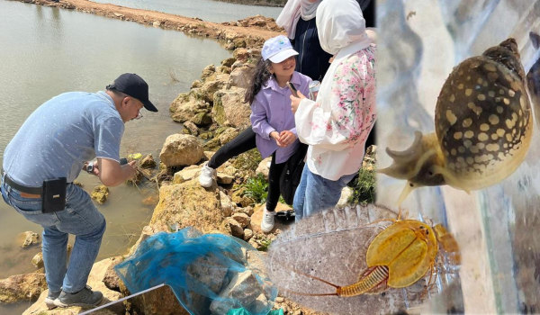 جنين: تسجيل حلزون المثان الشائع في مرج صانور