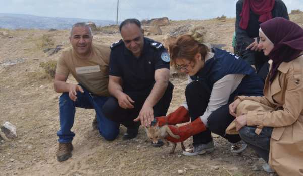 محميات فلسطين : إنقاذ وتأهيل الحيوانات و...