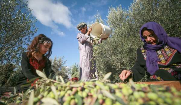 فعالية لمساندة المزارعين بقطف ثمار الزيت...